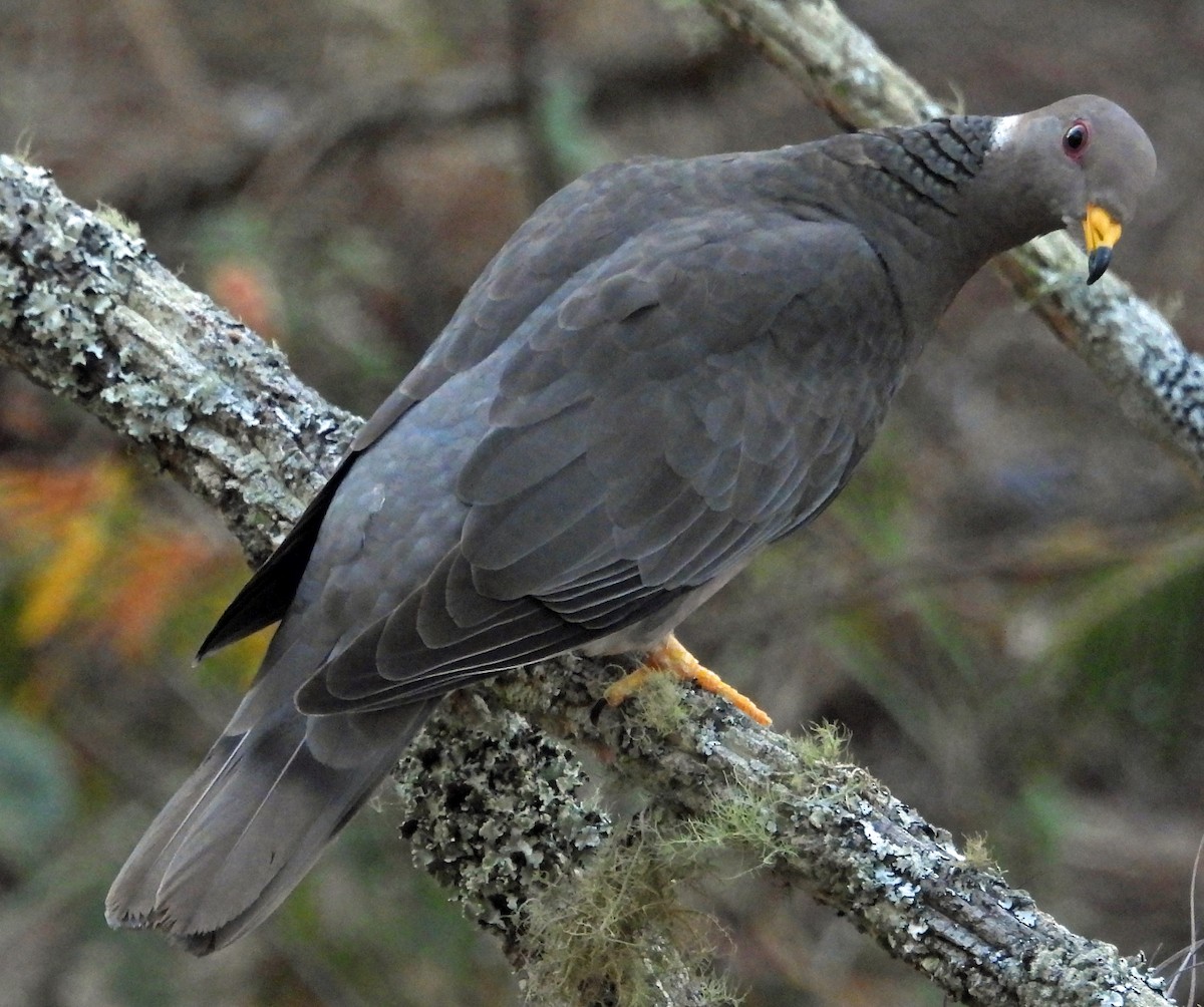Band-tailed Pigeon - ML431743631