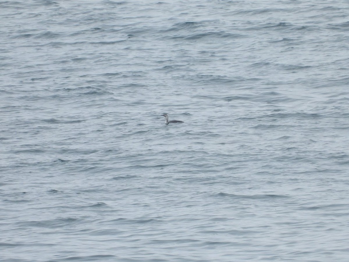 Red-throated Loon - ML431750641