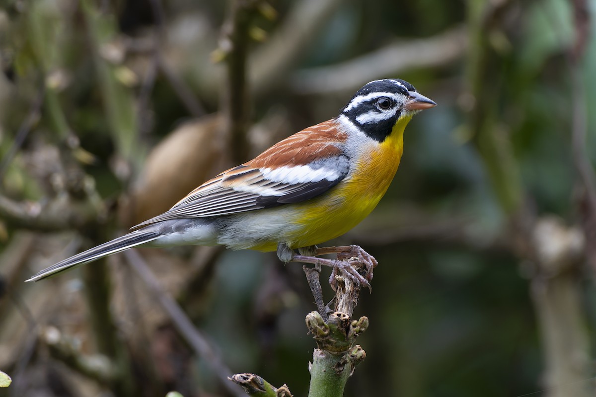 Golden-breasted Bunting - Jeff Maw