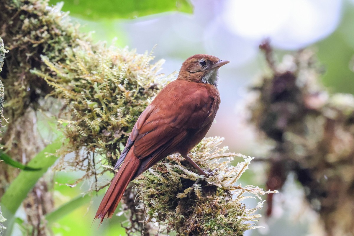 Fulvous-dotted Treerunner - ML431754261
