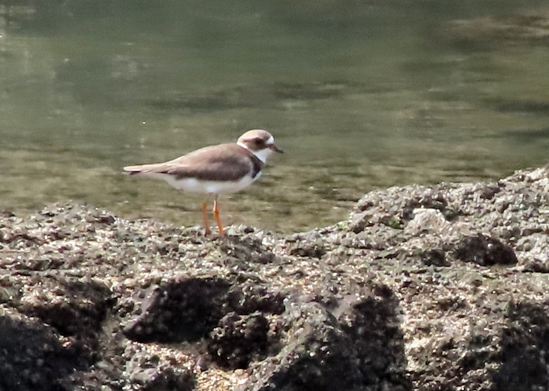 Semipalmated Plover - ML431754631