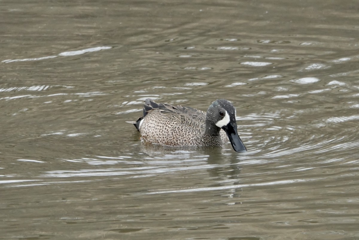 Blue-winged Teal - ML431755521