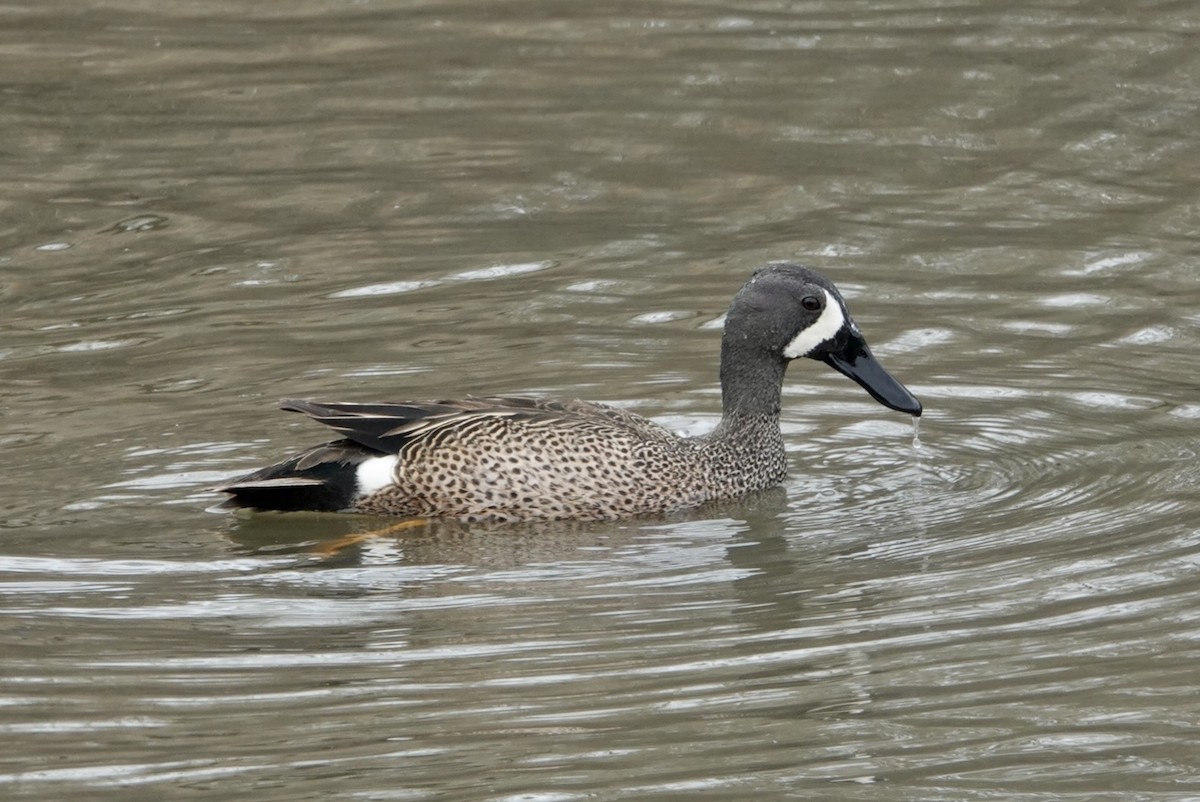 Blue-winged Teal - ML431755541