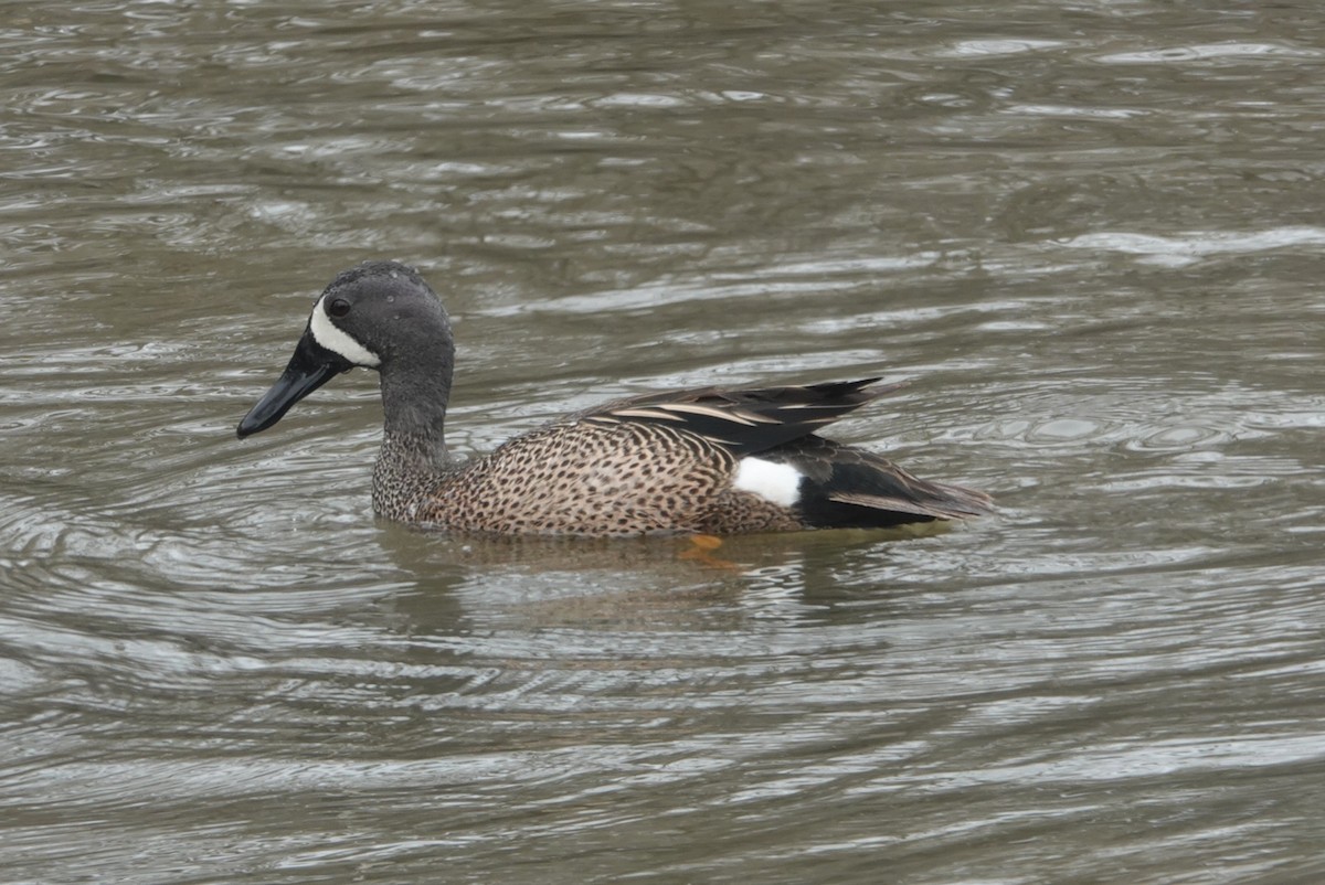 Blue-winged Teal - ML431755581