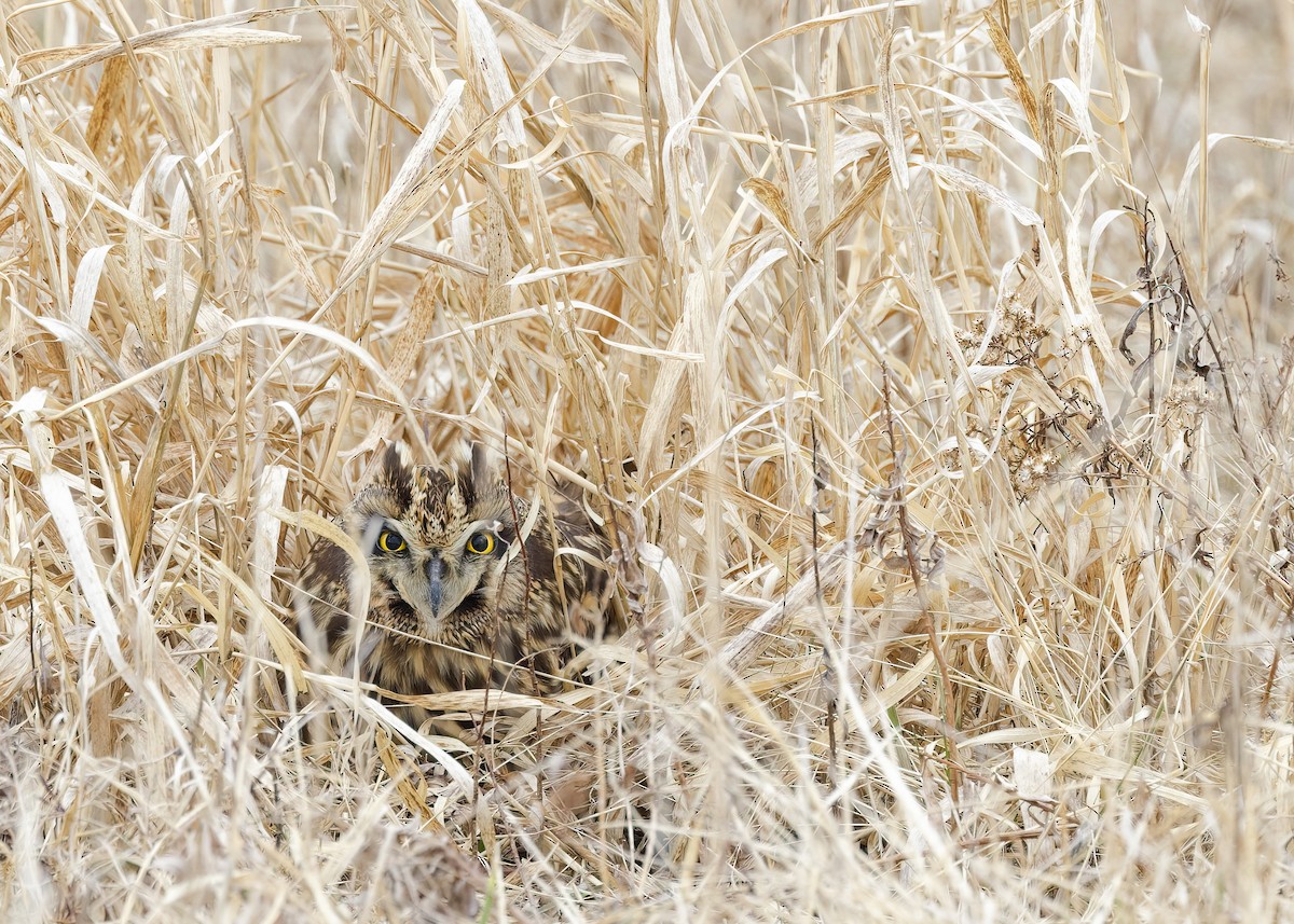 Short-eared Owl - ML431764761