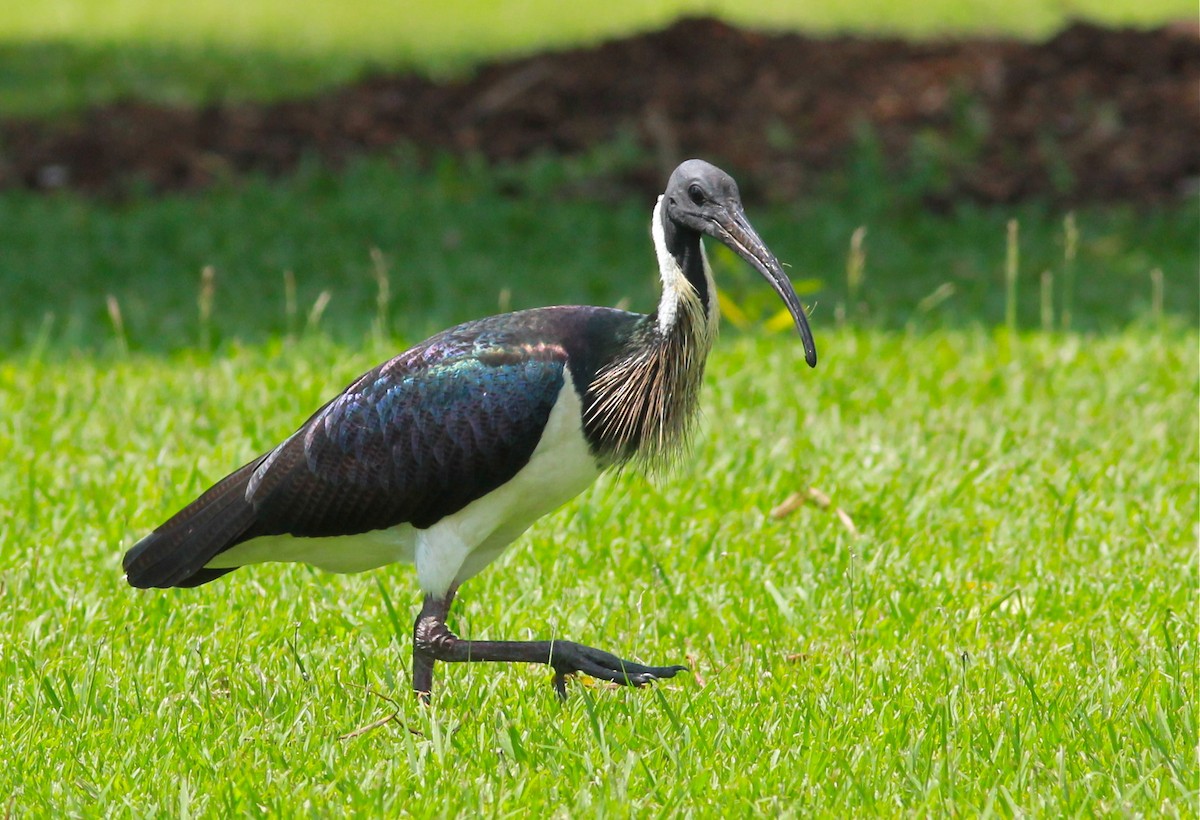 ibis slámokrký - ML43177131