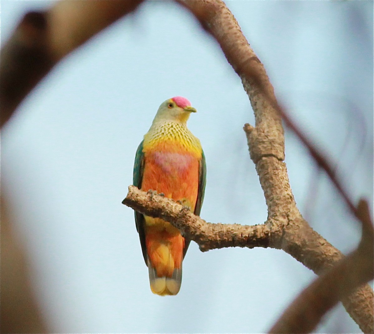 Rose-crowned Fruit-Dove - ML43177341