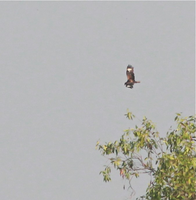 Black-breasted Kite - ML43177861