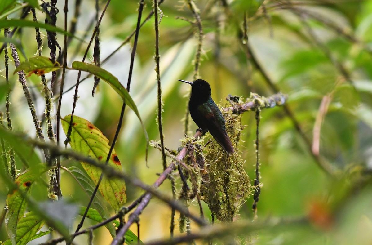 Black-bellied Hummingbird - ML431779071