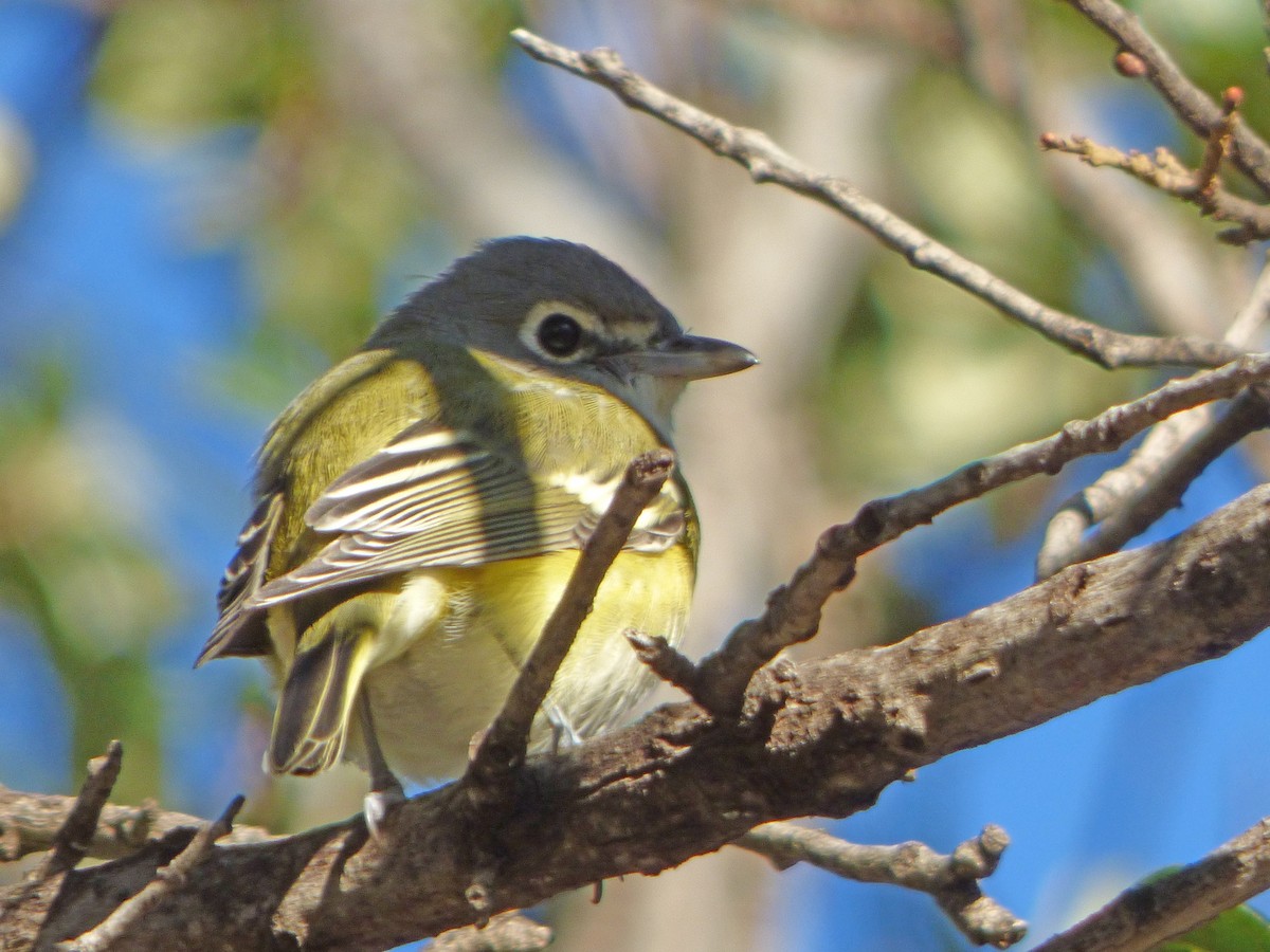 Blue-headed Vireo - Fred Collins