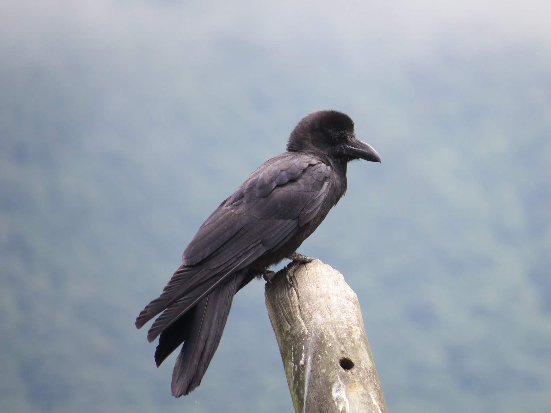 Large-billed Crow - eBird