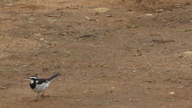 African Pied Wagtail - ML431790871