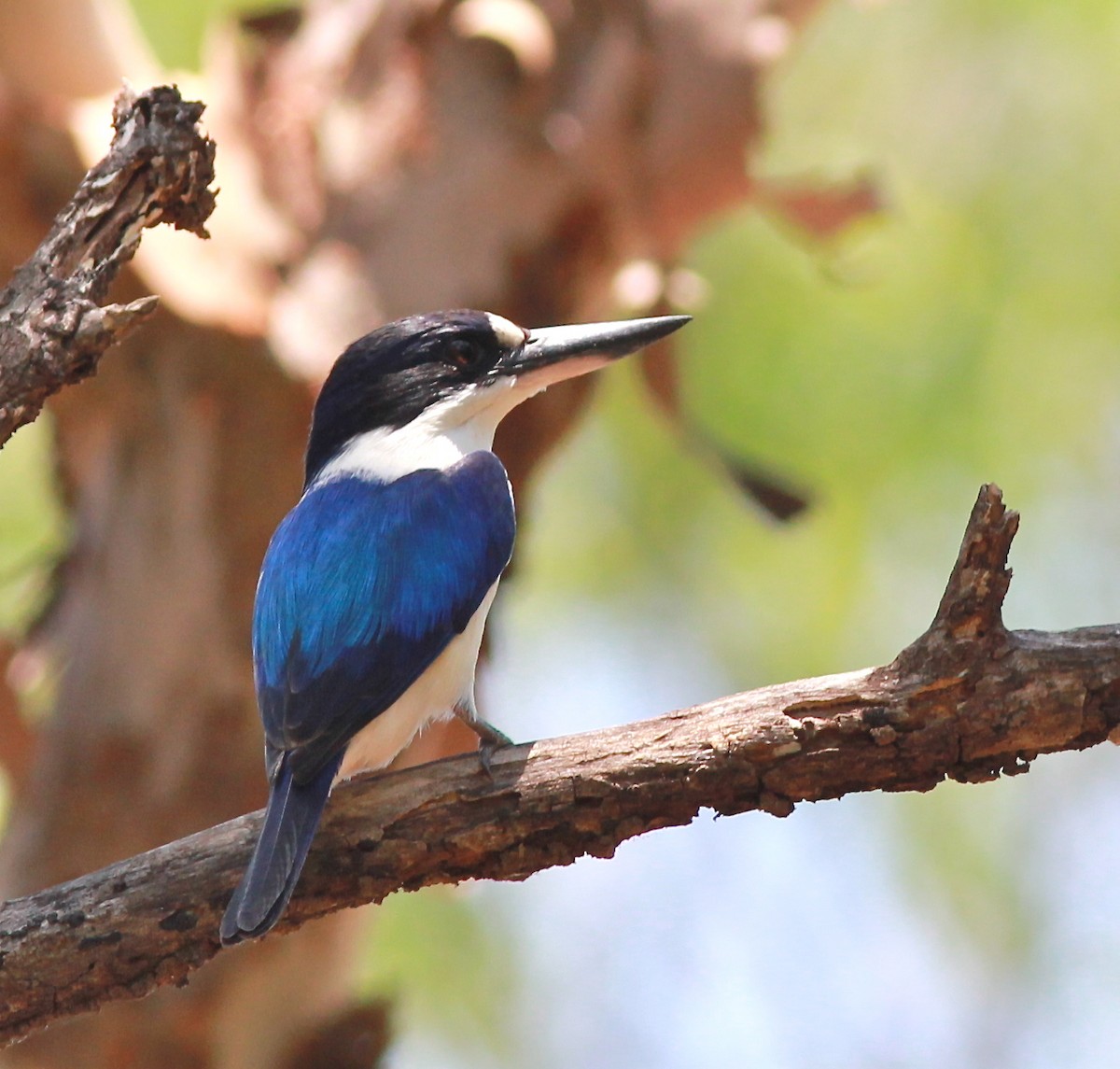 Forest Kingfisher - ML43179311