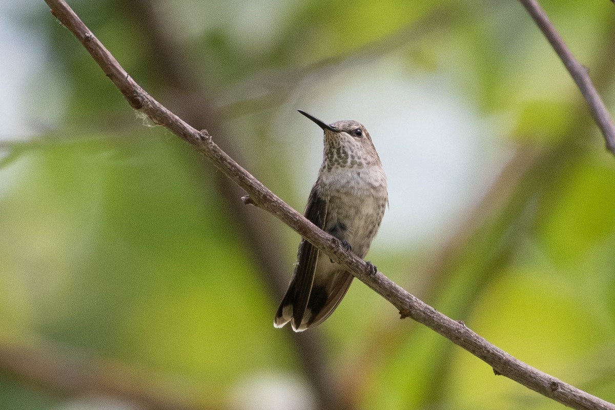 Anna's Hummingbird - ML431794561