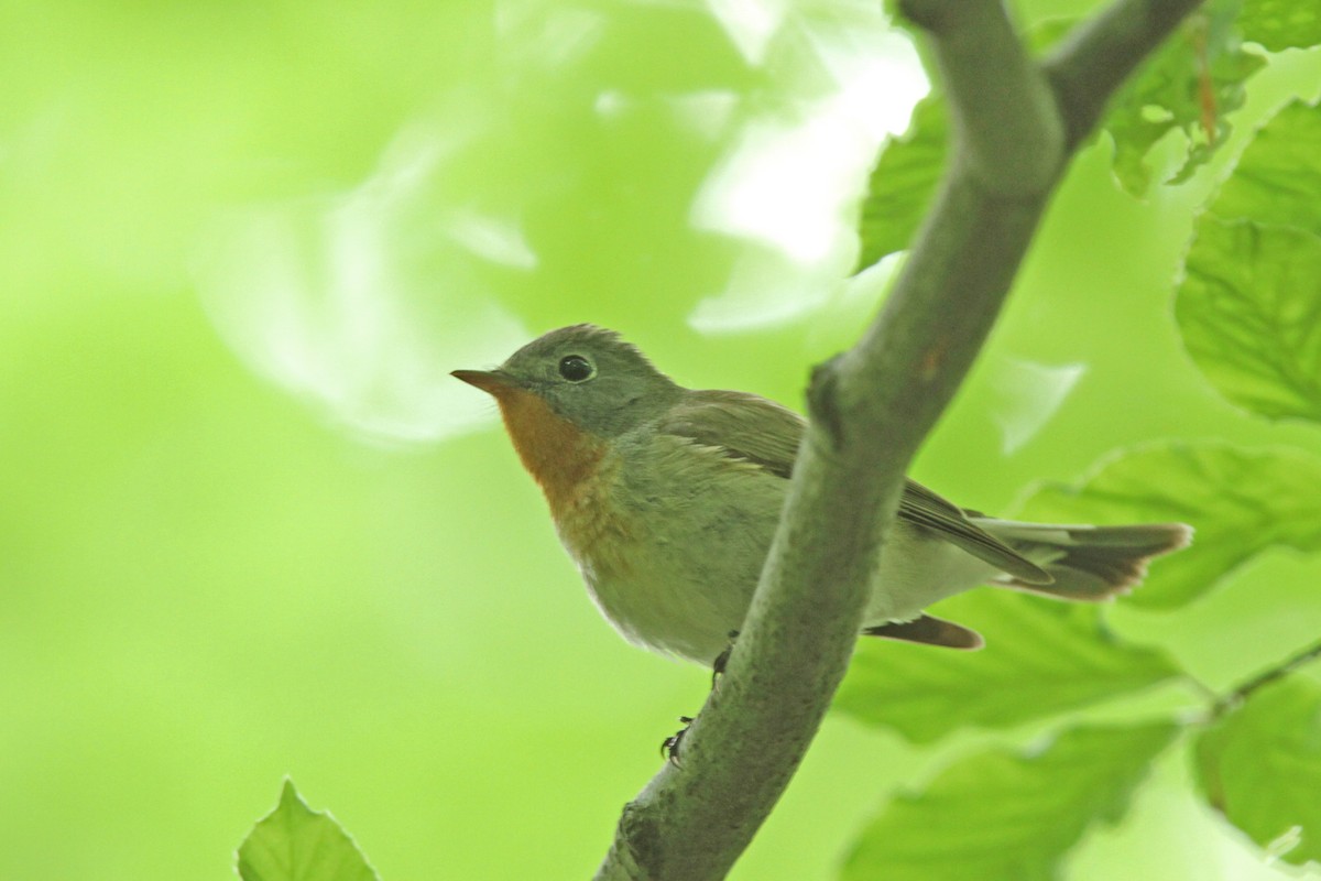 Red-breasted Flycatcher - ML43179541
