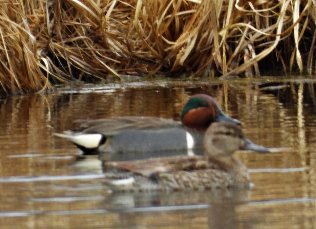 Green-winged Teal - ML431795711