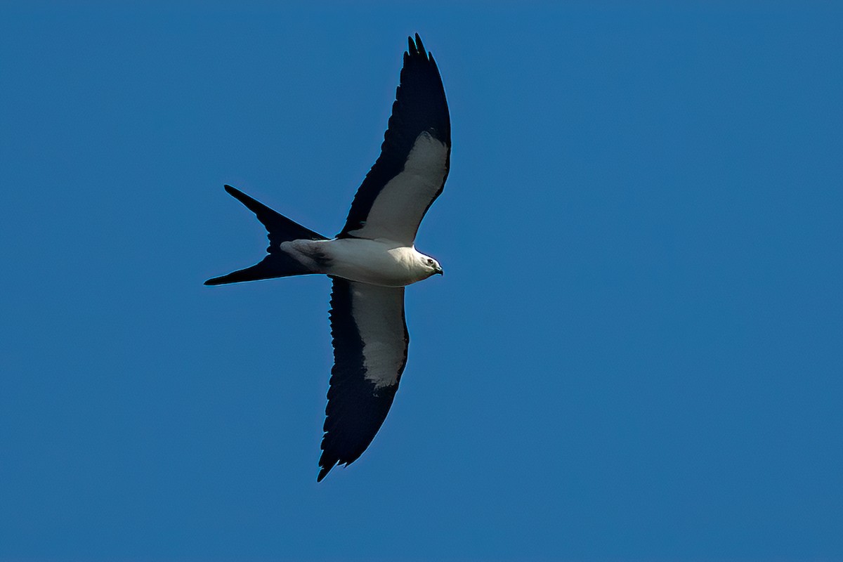Swallow-tailed Kite - ML431796591