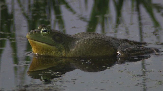 American Bullfrog - ML431802