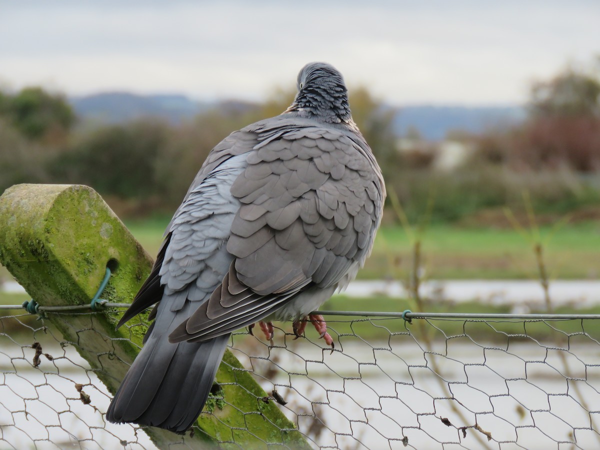 Common Wood-Pigeon - ML43180231