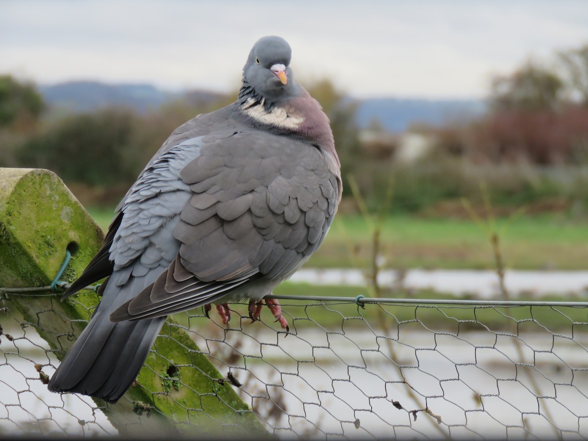 Common Wood-Pigeon - ML43180281