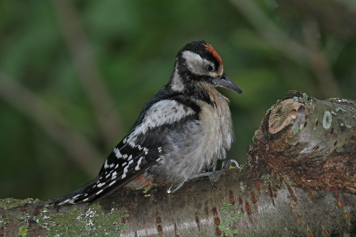 Great Spotted Woodpecker - Volker Hesse