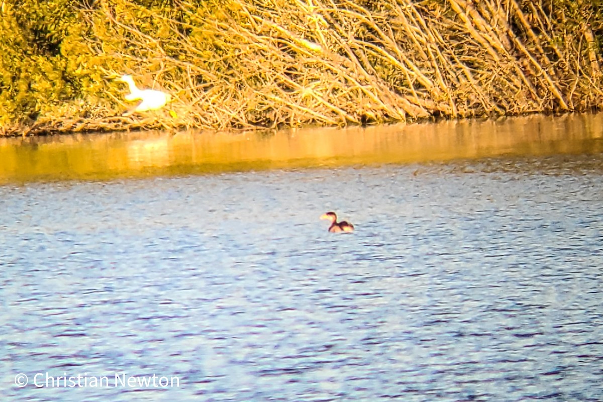 Red-necked Grebe - ML431803511