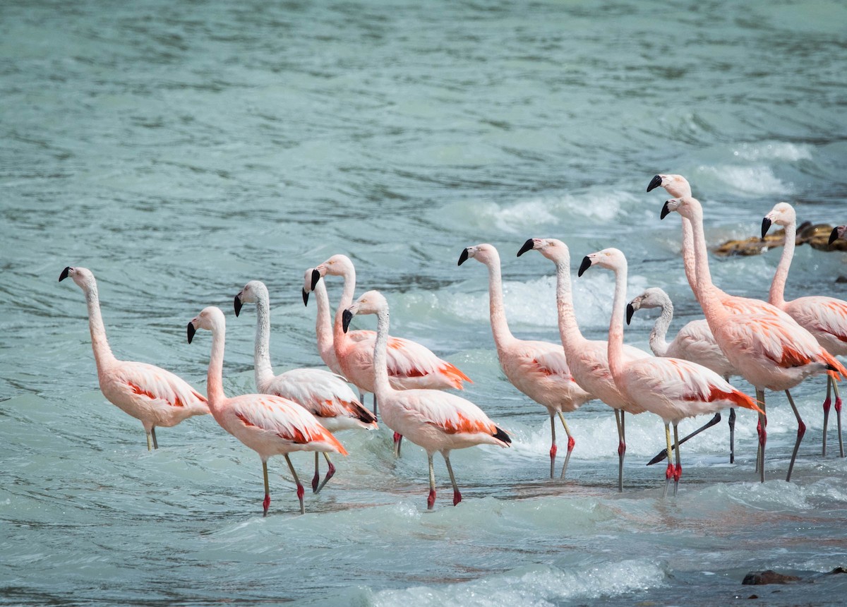 Şili Flamingosu - ML431803591