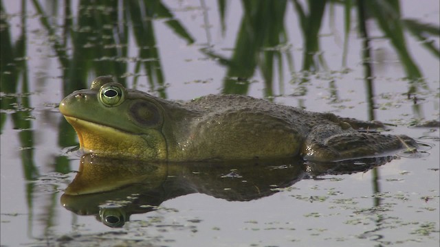 American Bullfrog - ML431804