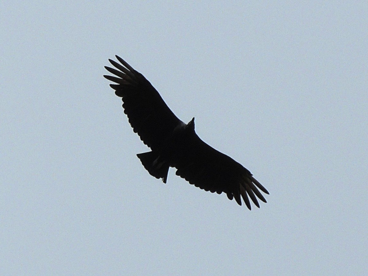 Black Vulture - Simón Pla García