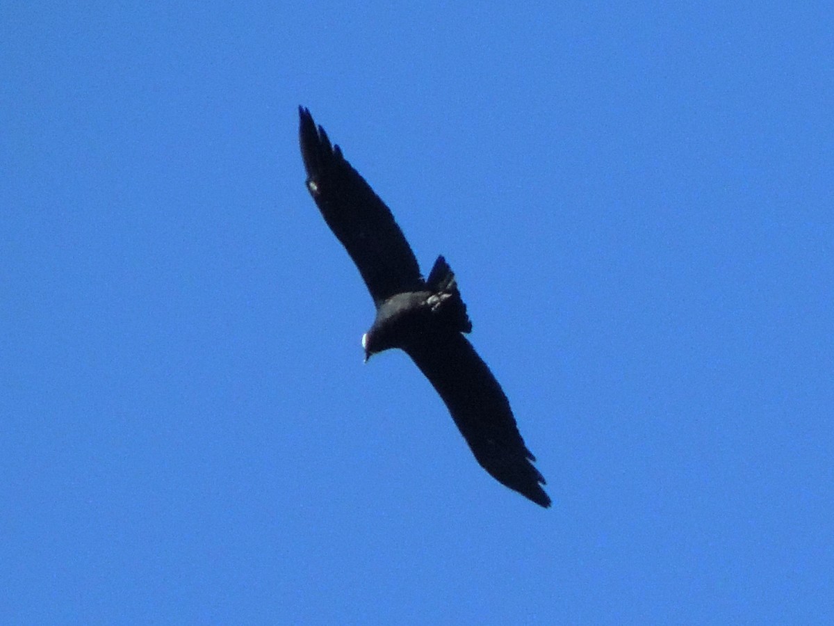 Andean Condor - Simón Pla García