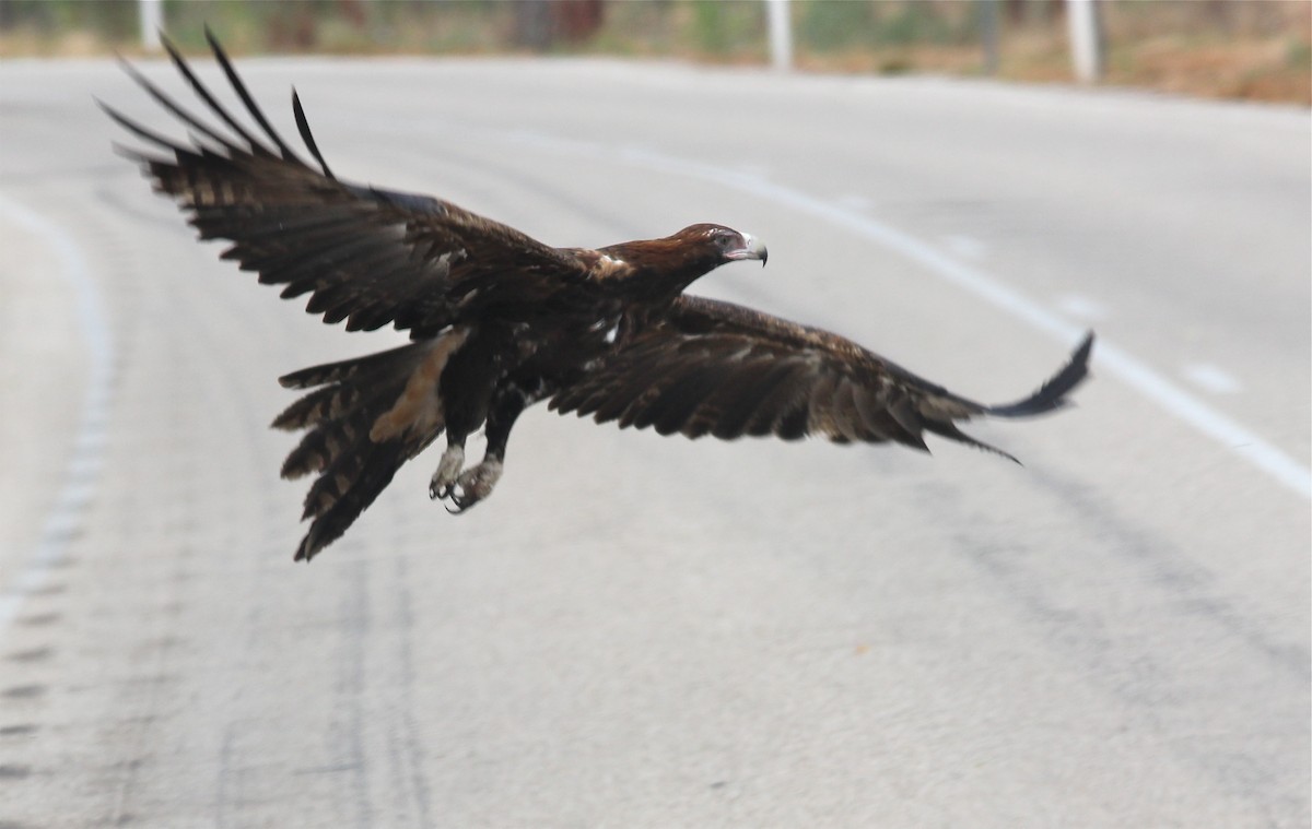 Wedge-tailed Eagle - ML43181331