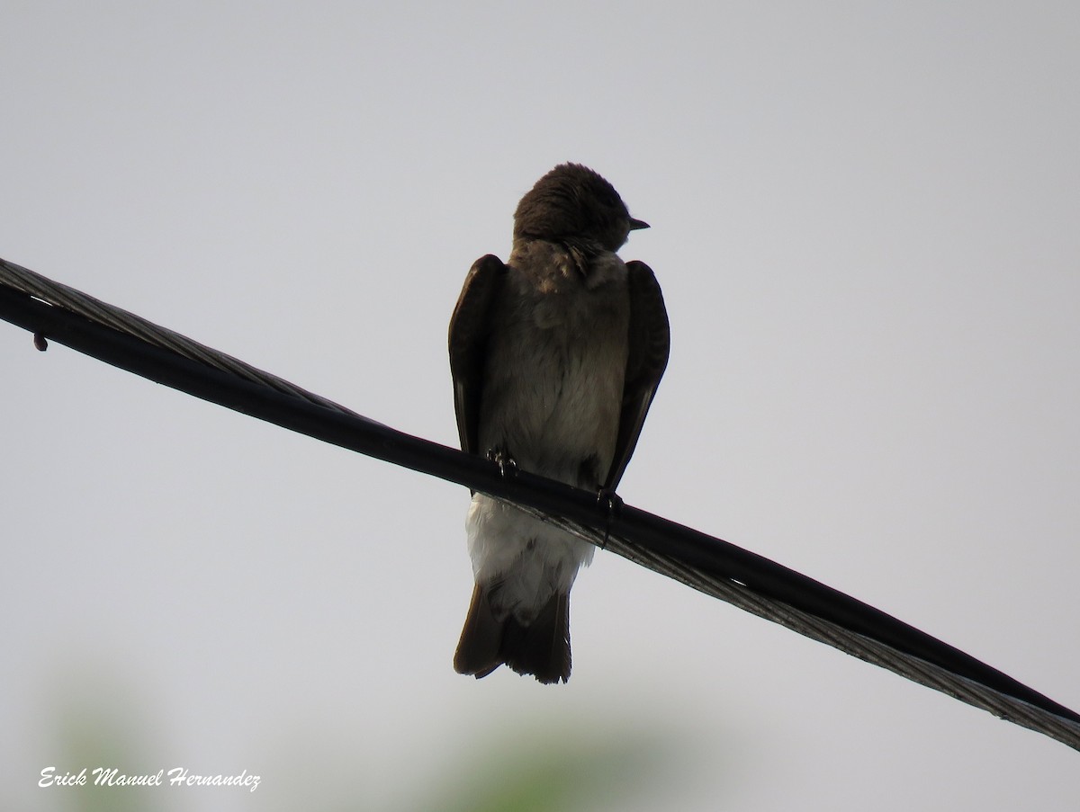 Northern Rough-winged Swallow - ML431814601