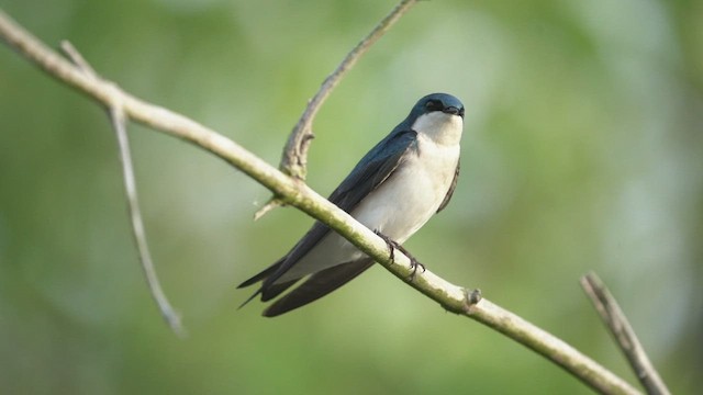 Tree Swallow - ML431822431