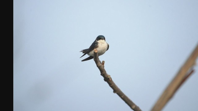 Tree Swallow - ML431822451