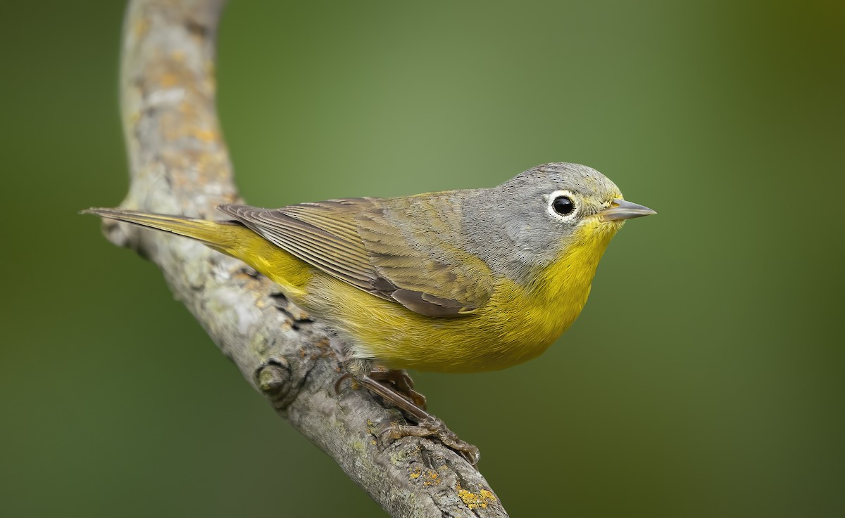 Nashville Warbler - Anonymous