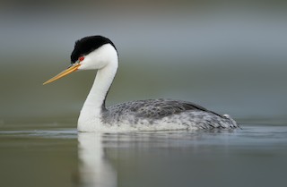 Clark's Grebe