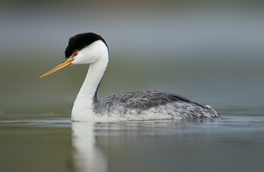 Clark's Grebe