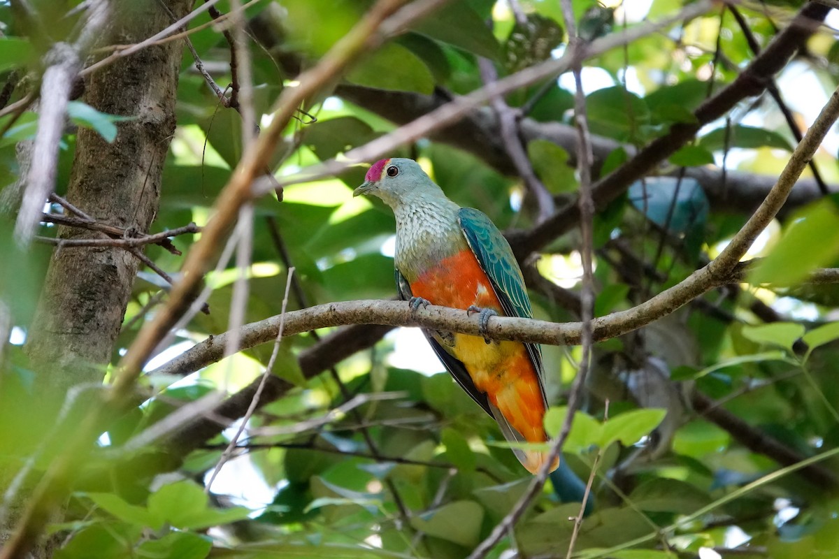 Rose-crowned Fruit-Dove - ML431827171