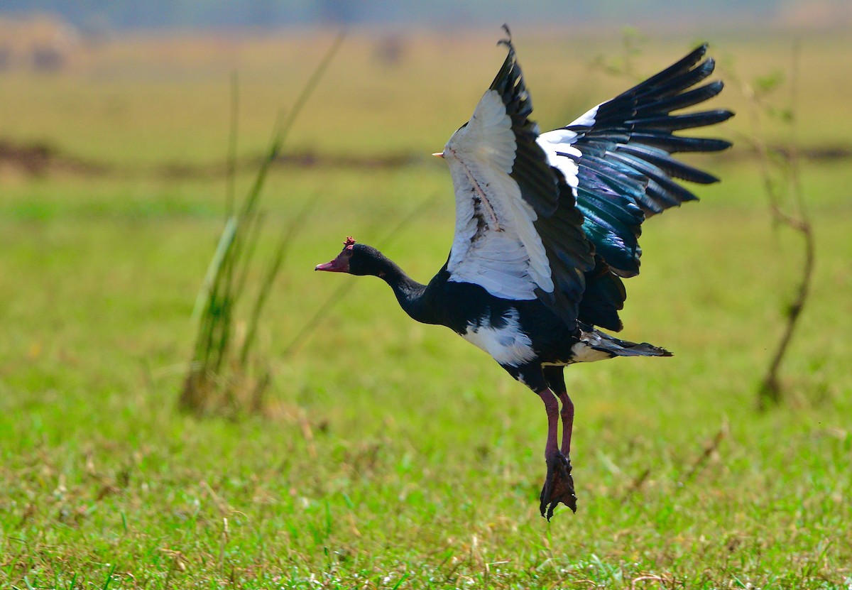 Spur-winged Goose (Northern) - ML431833081