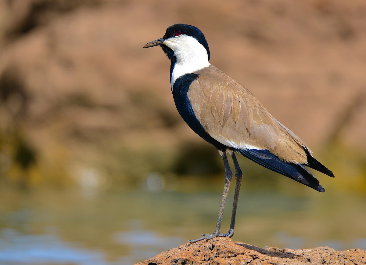 Spur-winged Lapwing - ML431833431