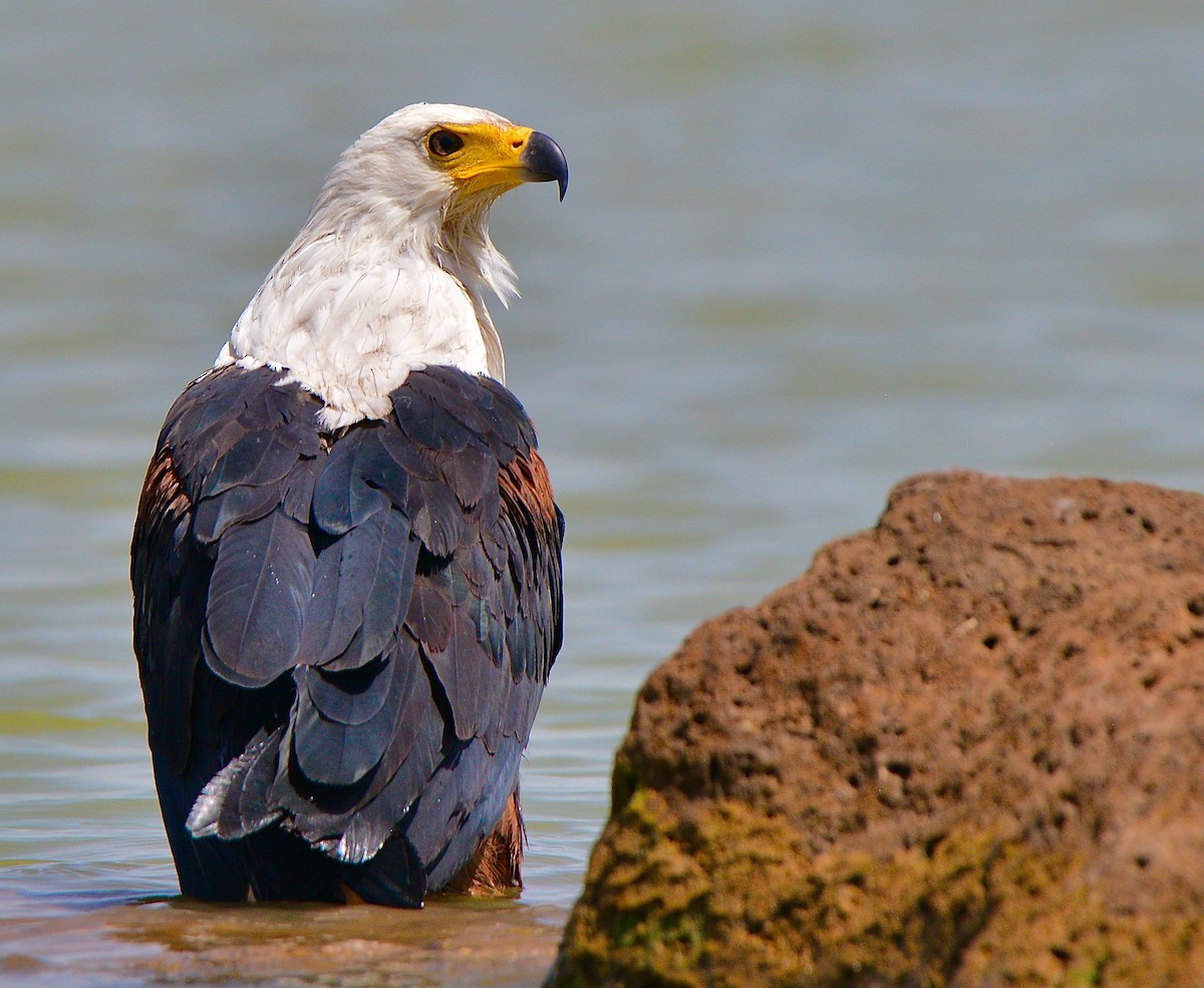 African Fish-Eagle - ML431833581