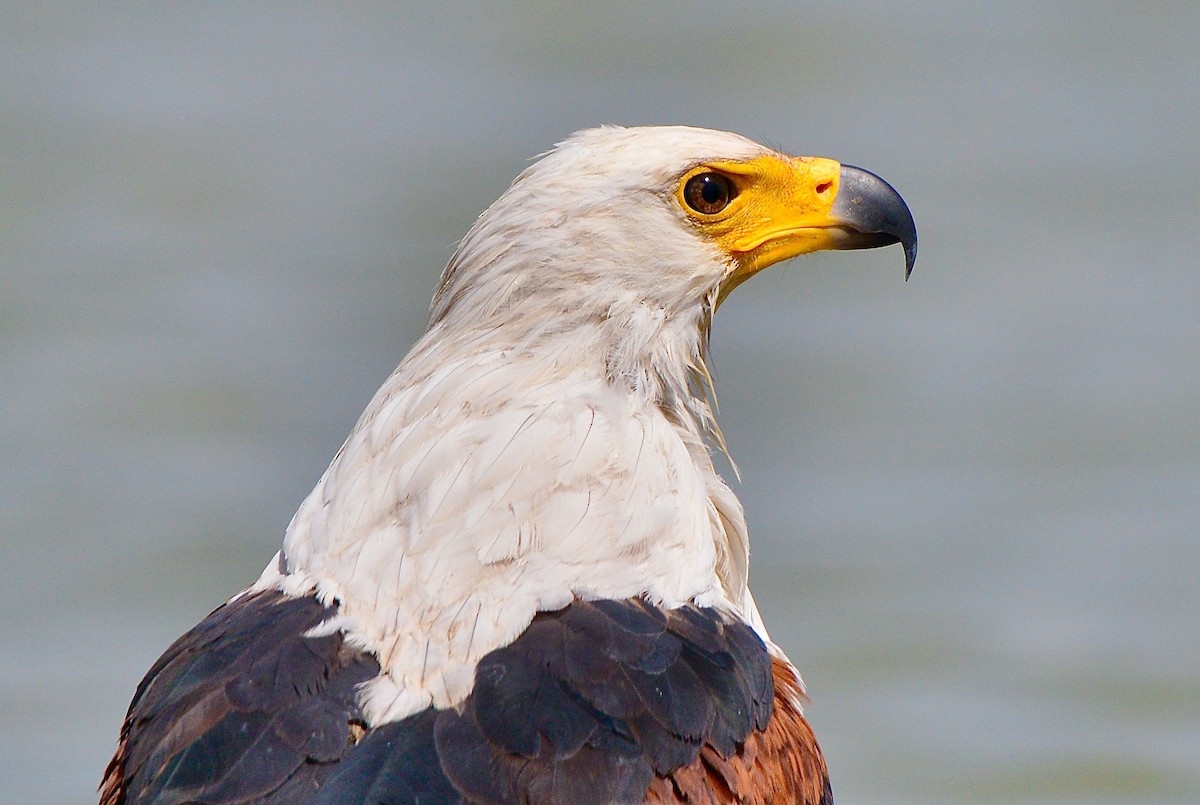African Fish-Eagle - ML431833631