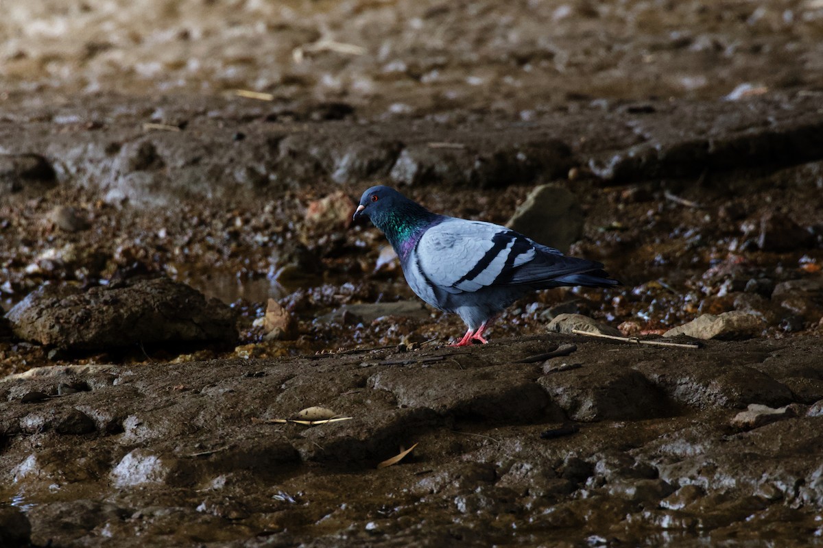 Rock Pigeon (Feral Pigeon) - ML431846191