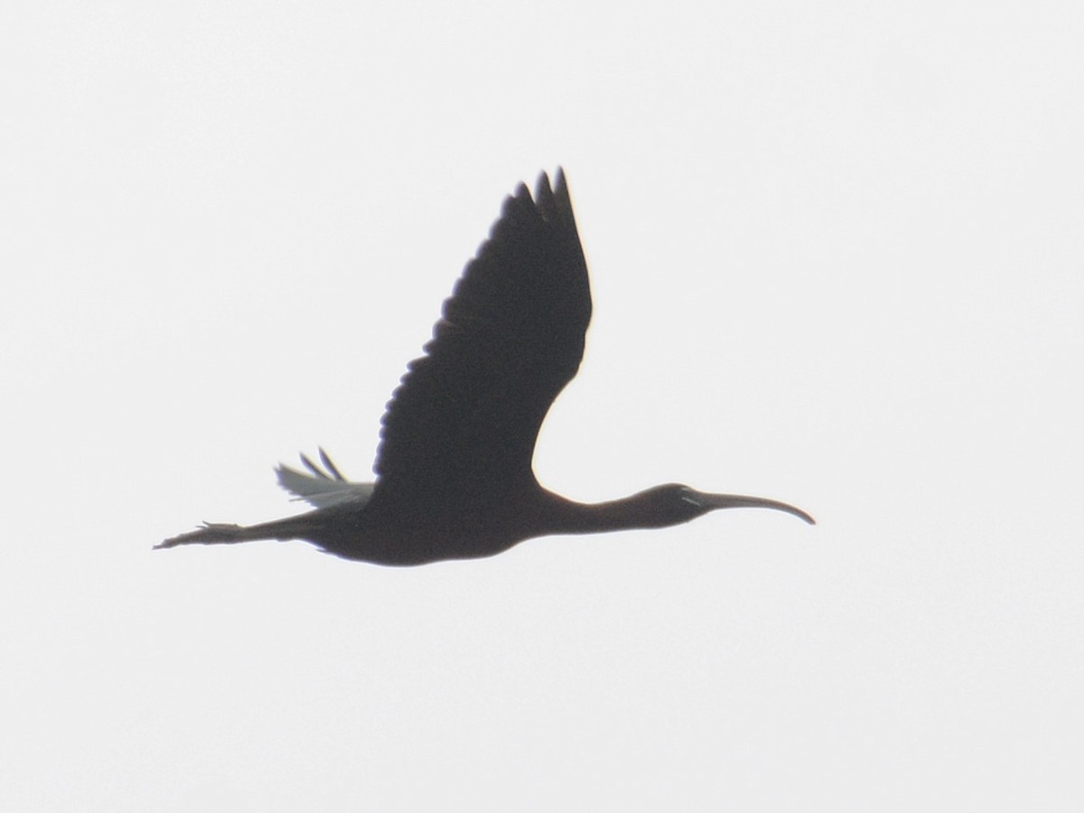 ibis hnědý - ML431851451