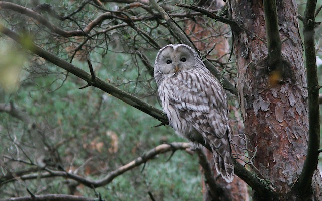 Definitive Basic Ural Owl (subspecies <em class="SciName notranslate">liturata</em>) - Ural Owl - 