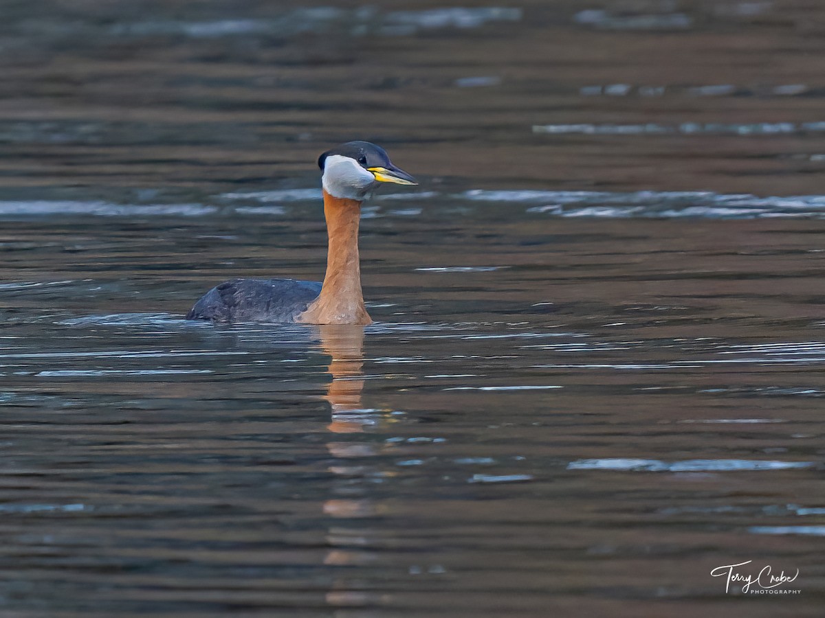 Red-necked Grebe - ML431863391