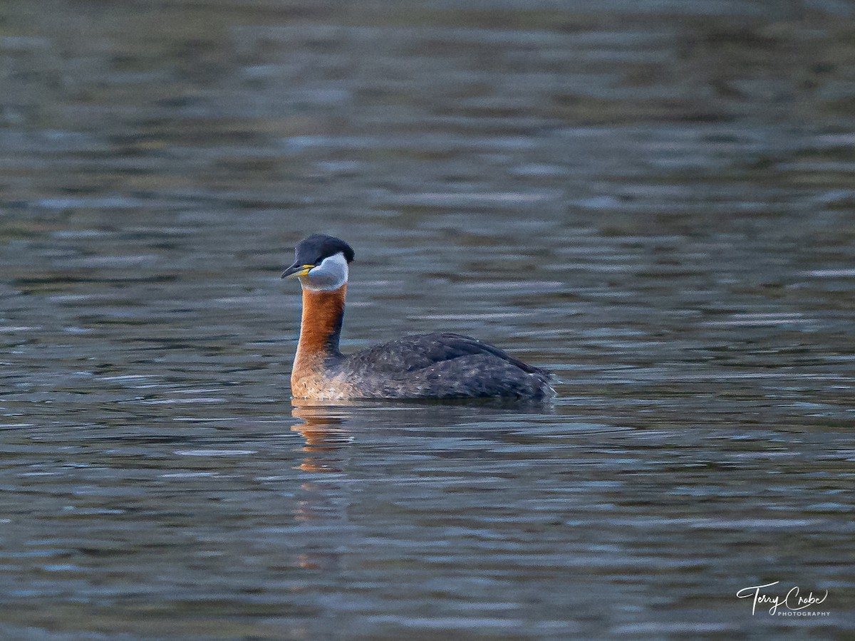 Red-necked Grebe - ML431863431