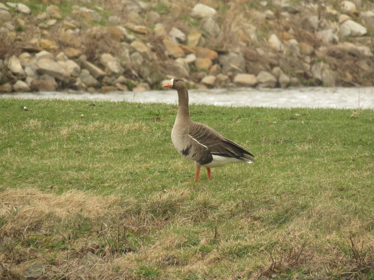 Greater White-fronted Goose - ML431867771