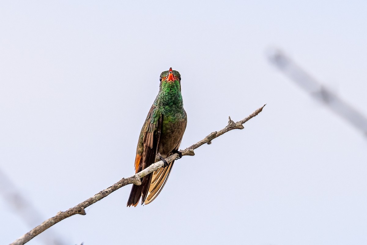 Rufous-tailed Hummingbird (Rufous-tailed) - Edward Boyd