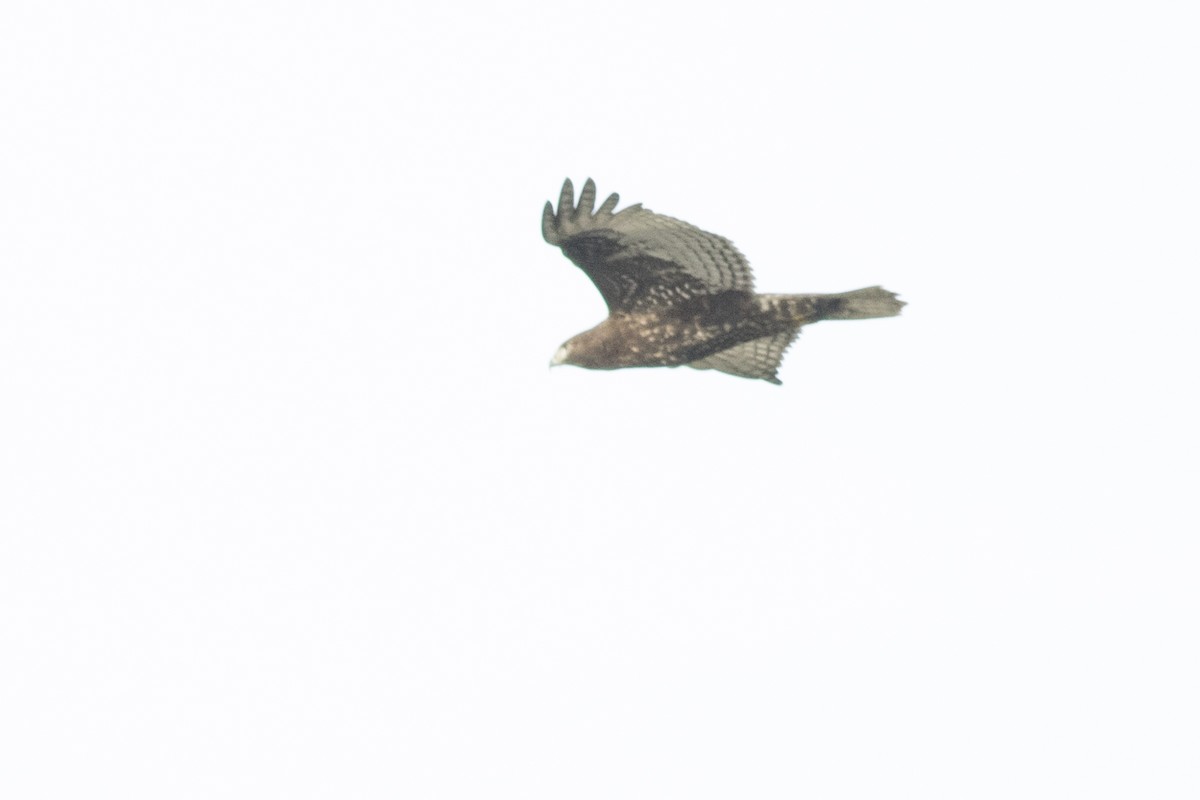 Red-tailed Hawk - ML43188691